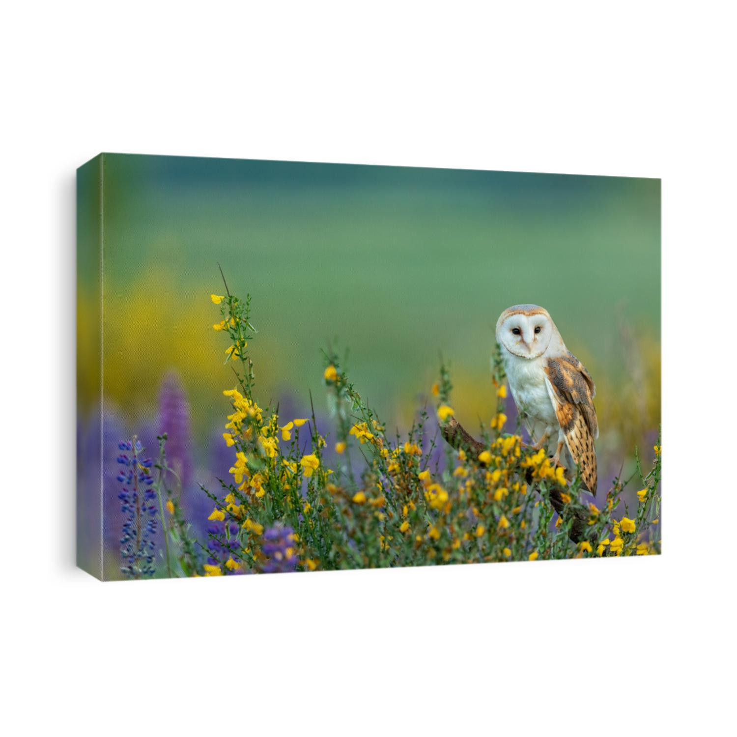 beautiful barn owl perched on a stump in meadow with many colorful flowers