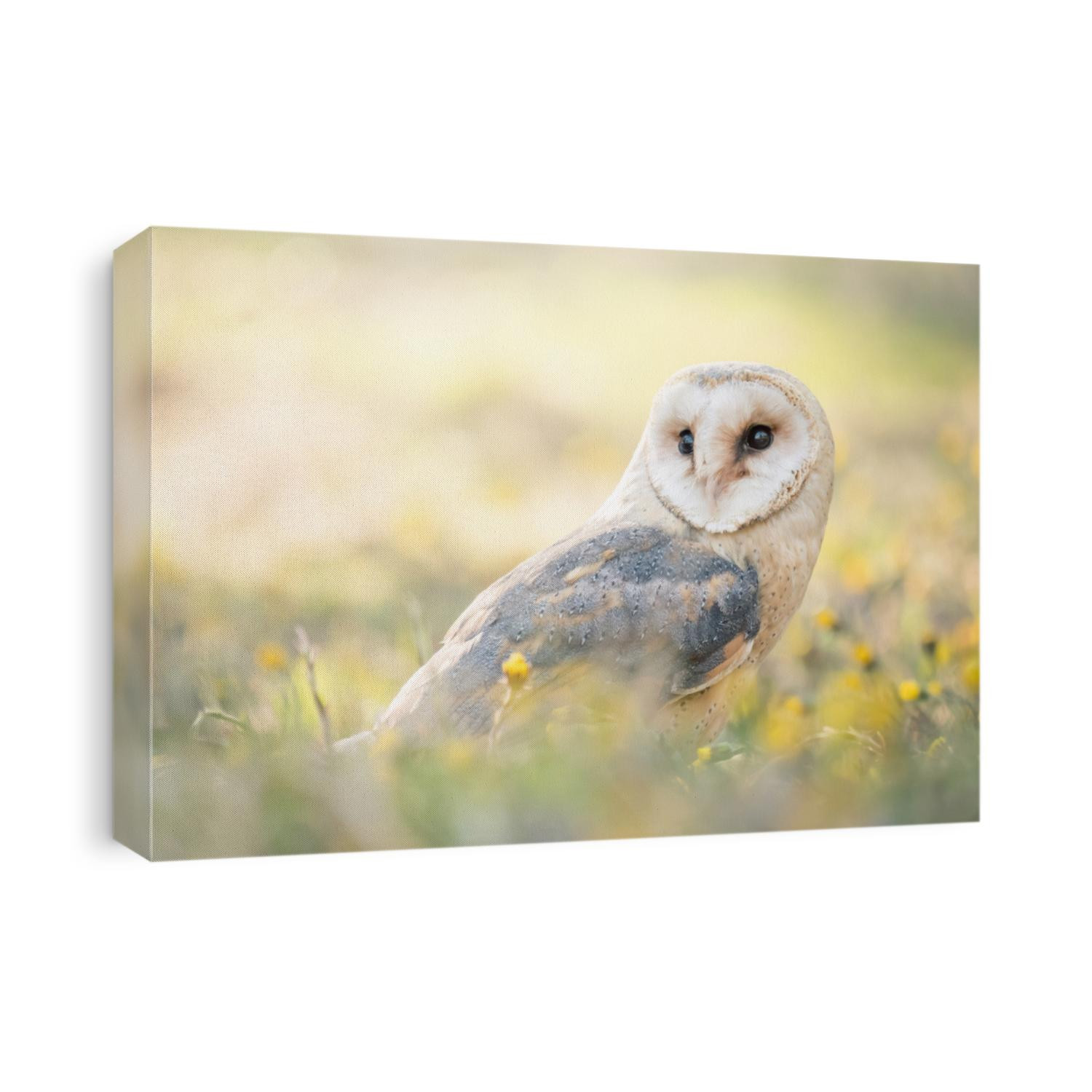 Burn owl (Tyto alba) sitting on spring dandelion meadow. Dandelion meadow. Owl between dandelion.  