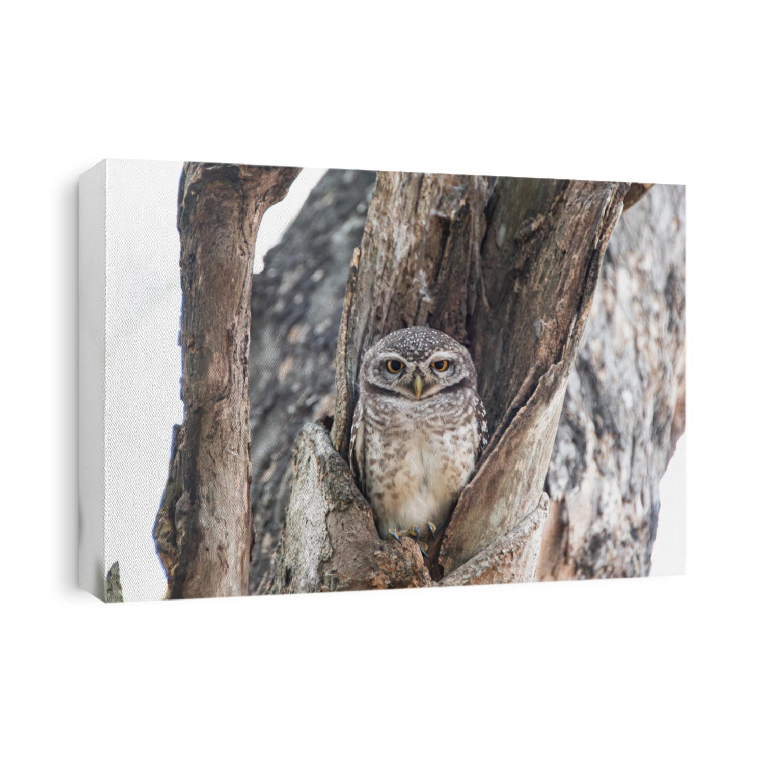 Owl Portrait - Little Owl or elf owl
in tree close up
