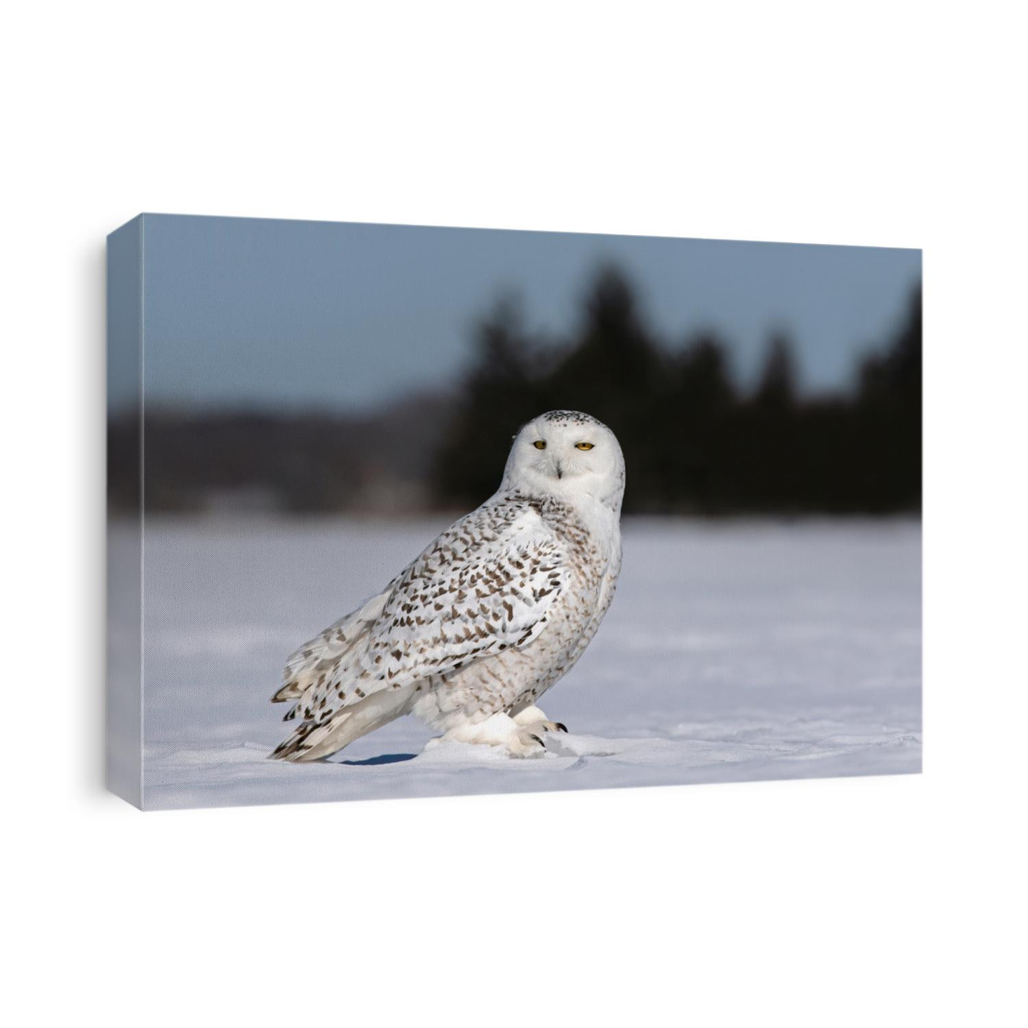 Snowy owl Bubo scandiacus standing in middle of a snow covered field in Ottawa, Canada