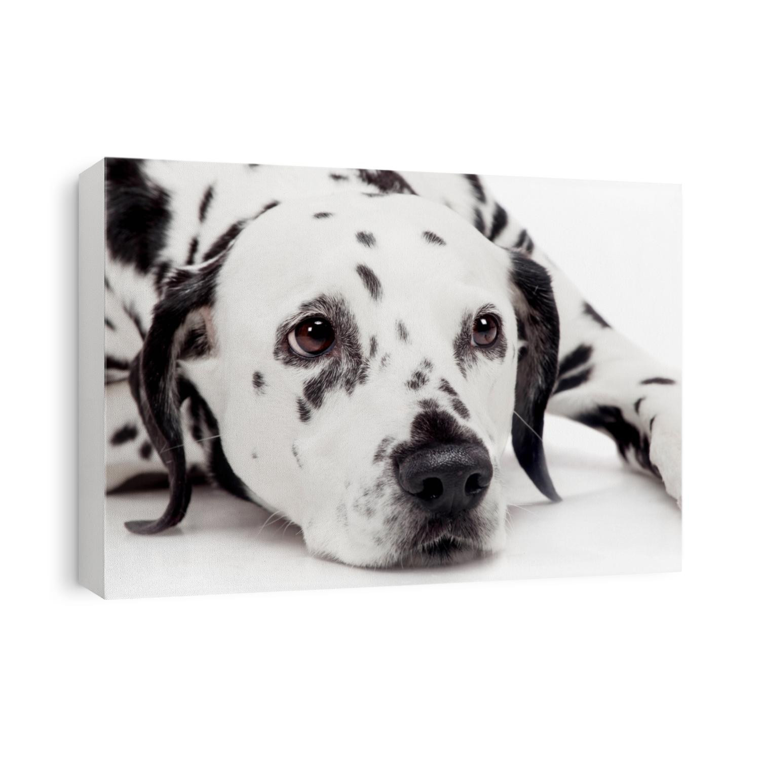 Dalmatian dog, isolated on white