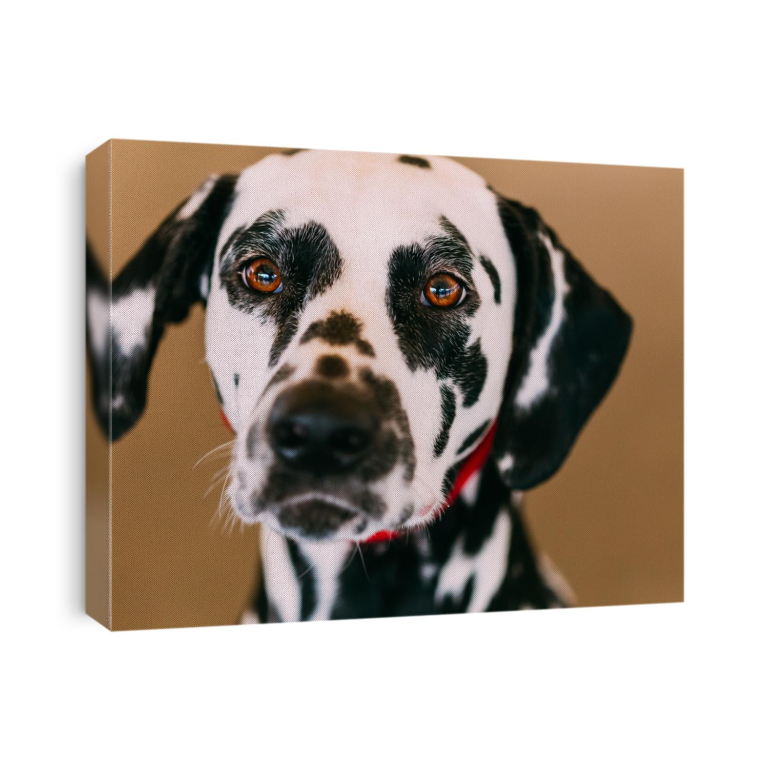 Close up of the face of a dalmatian dog. Beautiful Dalmatian dog head portrait with cute expression in the face