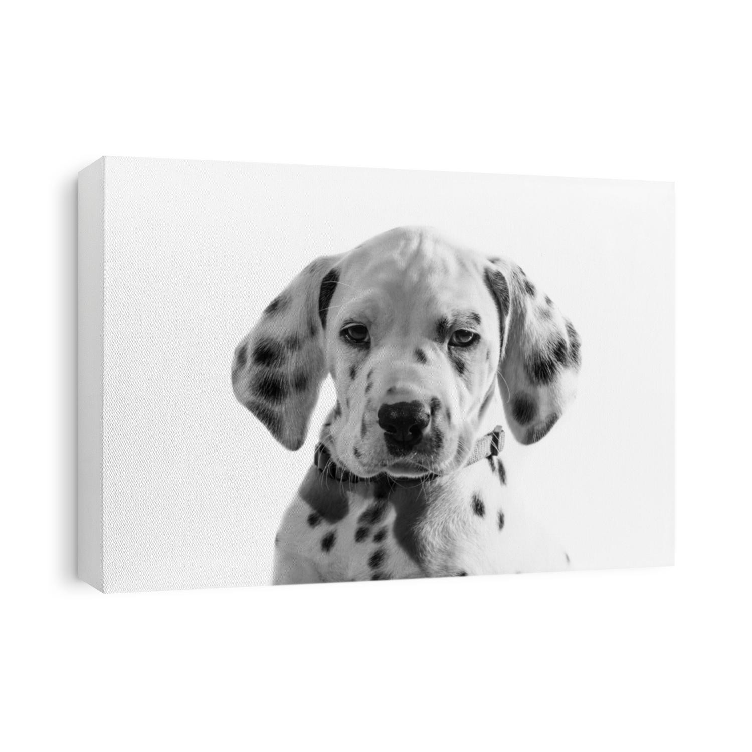 Dalmatian Puppy