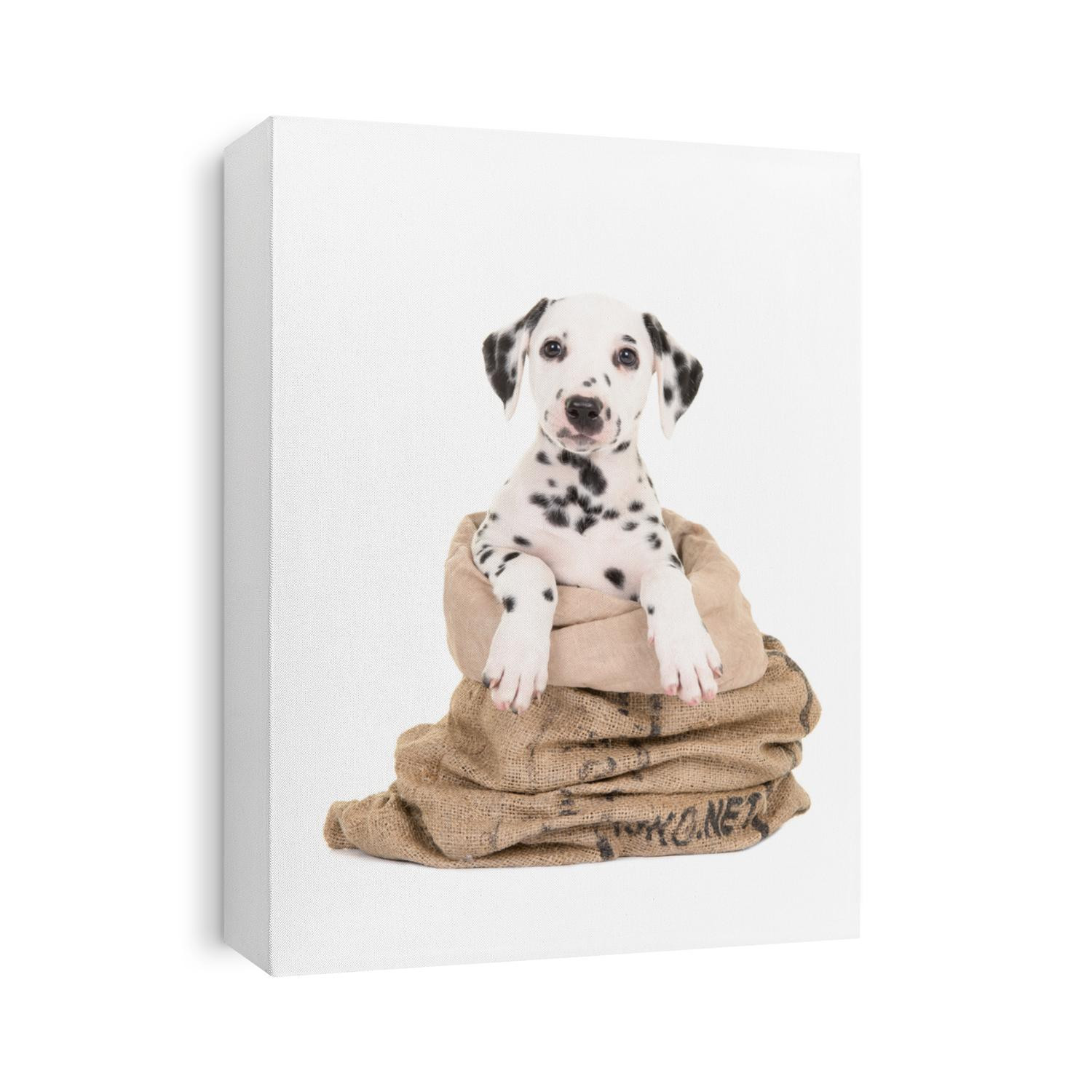 Cute black and white dalmatian puppy dog sitting in a burlap sack facing the camera isolated on a white background