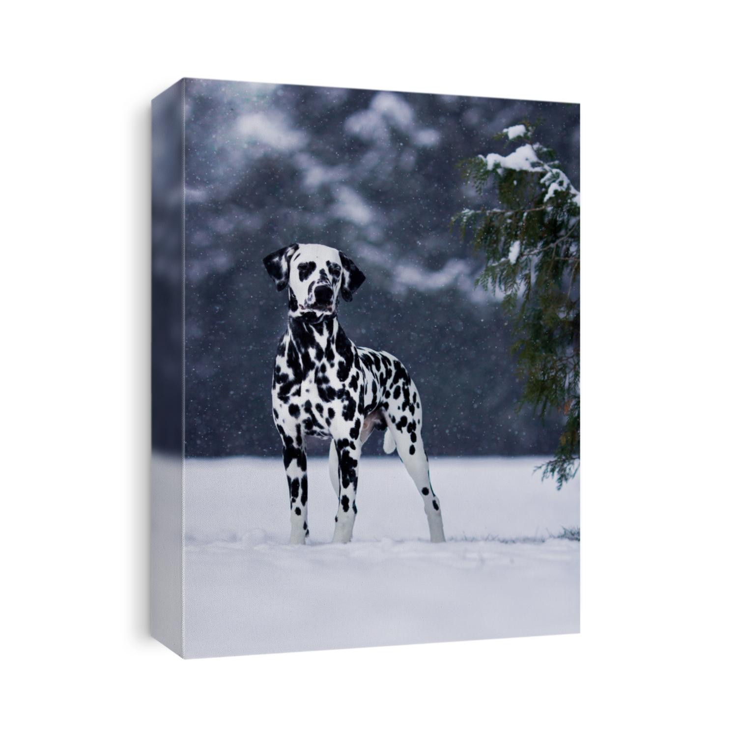 puppy in winter