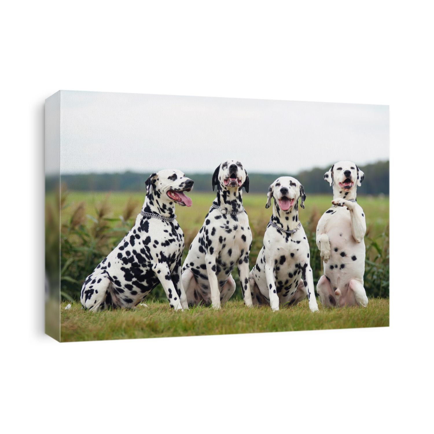 Group of four obedient Dalmatian dogs sitting outdoors on a green grass