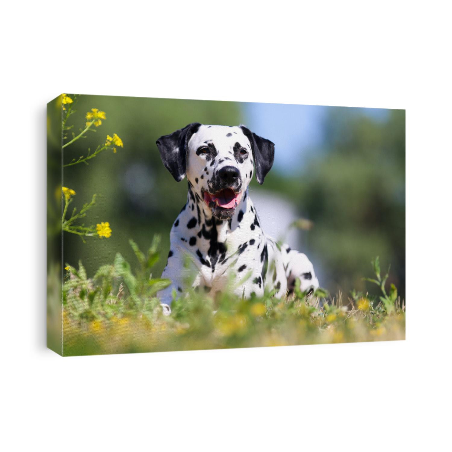 Summer portrait of cute dalmatian dog with black spots. Smiling purebred dalmatian pet from 101 dalmatian, Cruella movie with funny faces lies outdoors sunny summer time with colorful yellow flowers