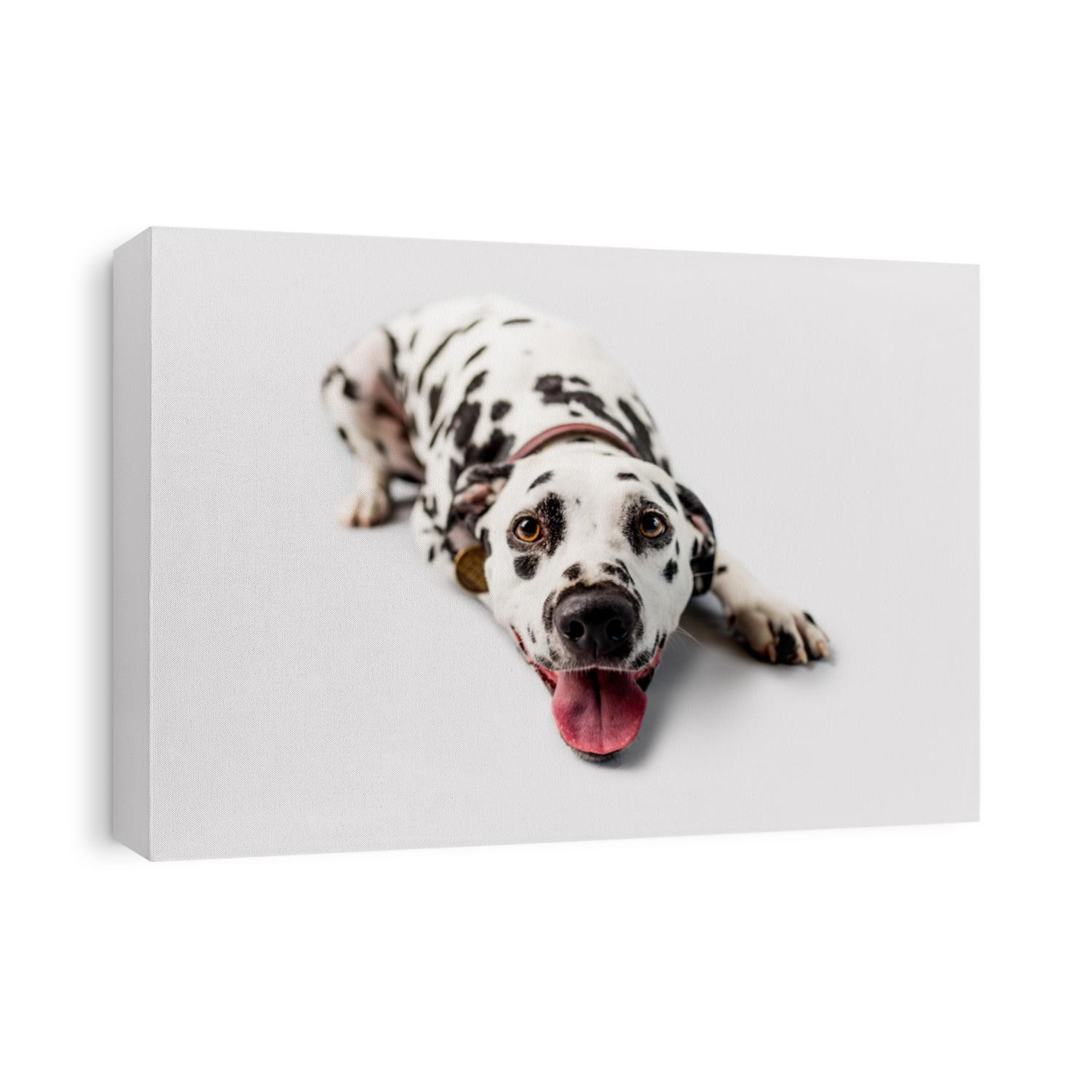 Beautiful Dalmation Dog lying down