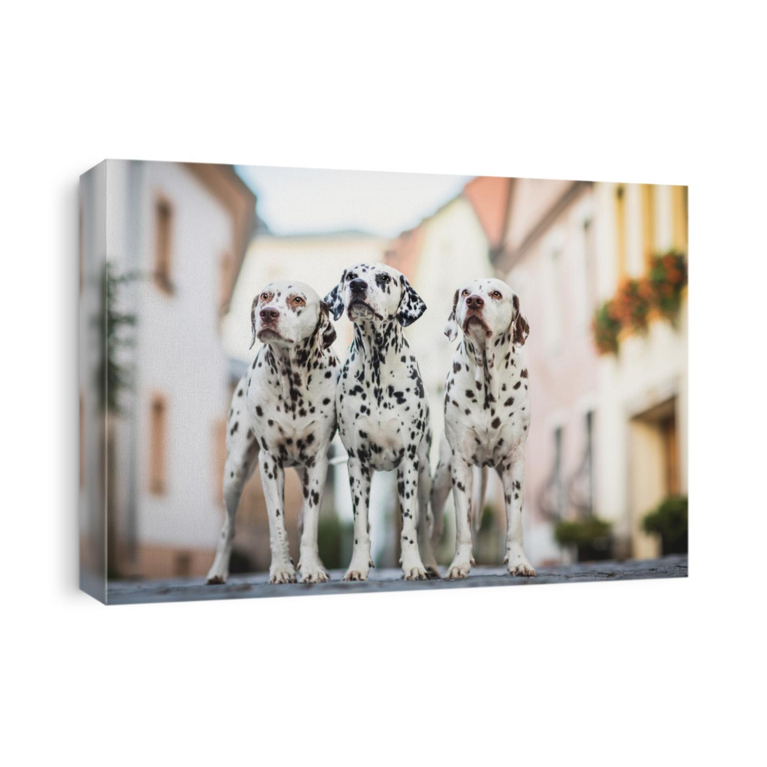 Three Dalmatian Dogs City photo
