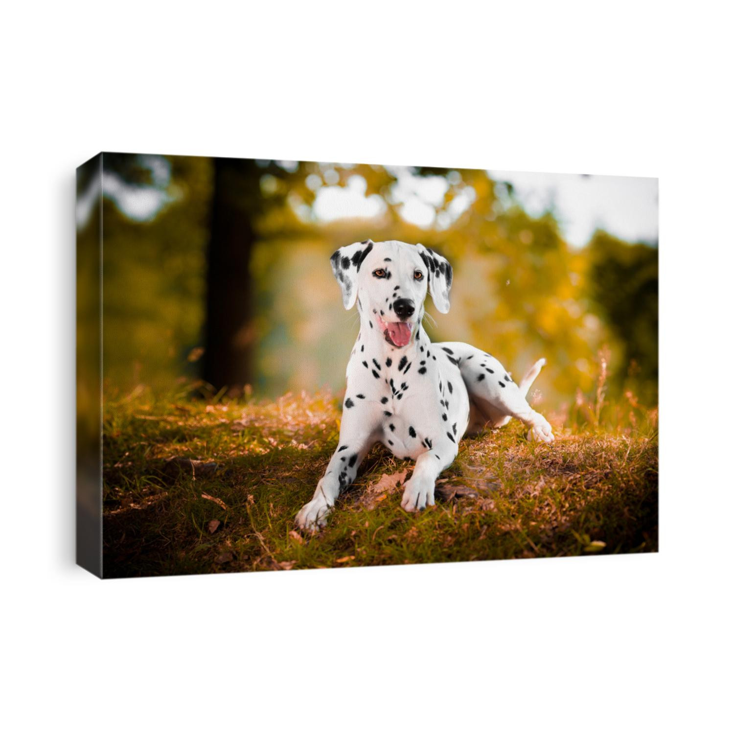 dalmatian in grass black and white dog