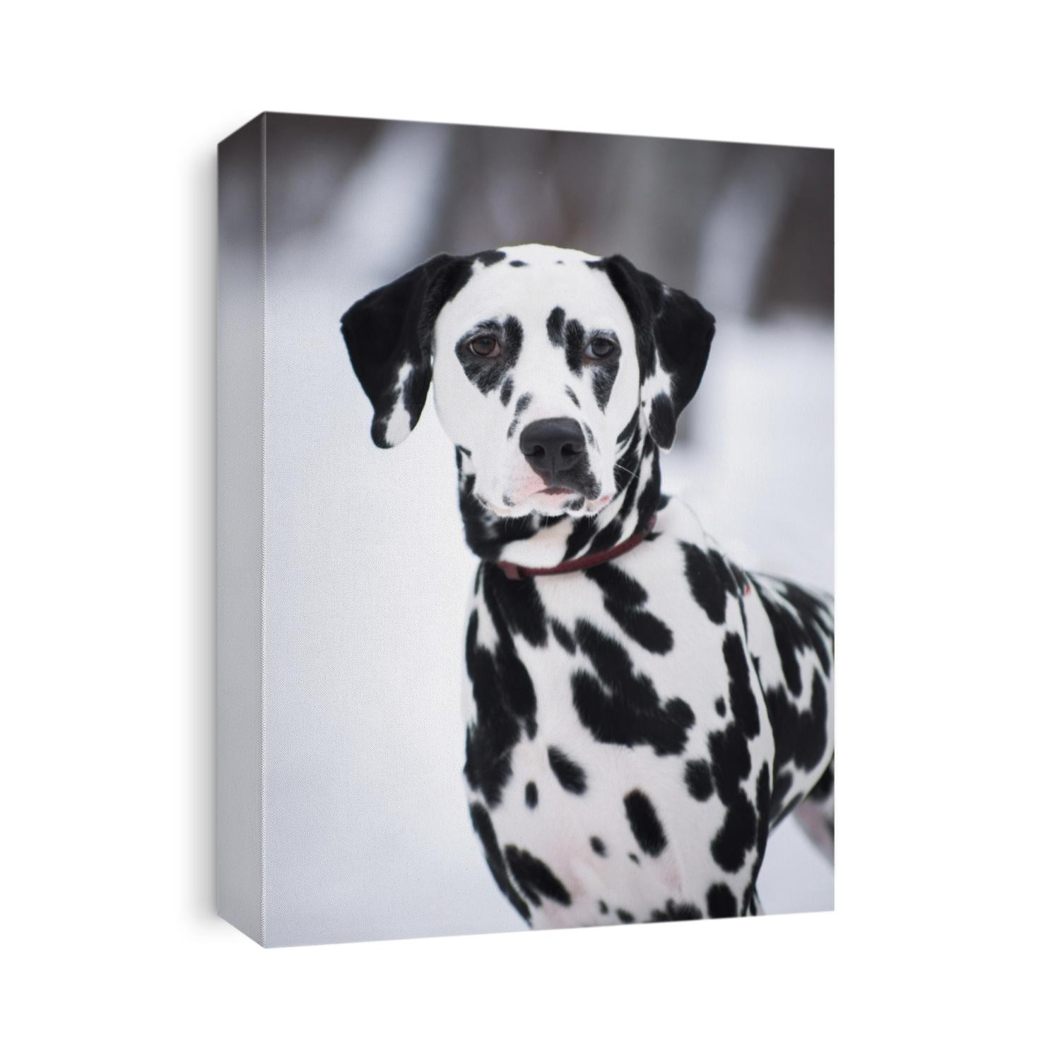 Portrait of adult spotted Dalmatian dog in winter outdoors
