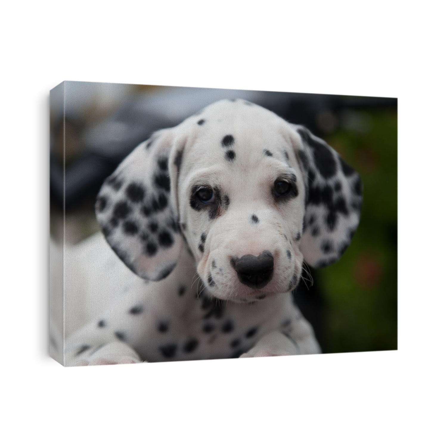Portrait of a cute dalmatian puppy