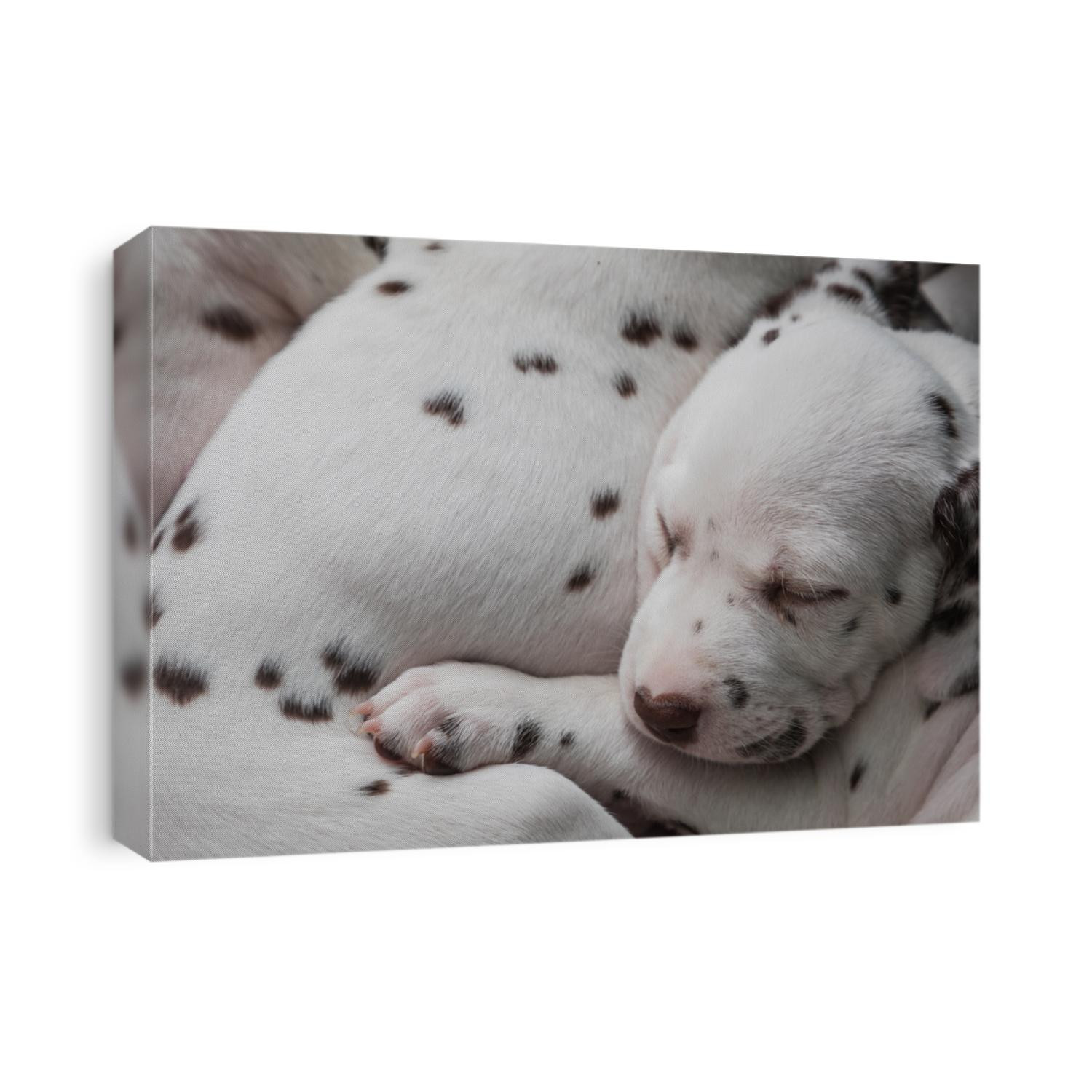Close up of an adorable and cute little Dalmatian puppy dog sleeping