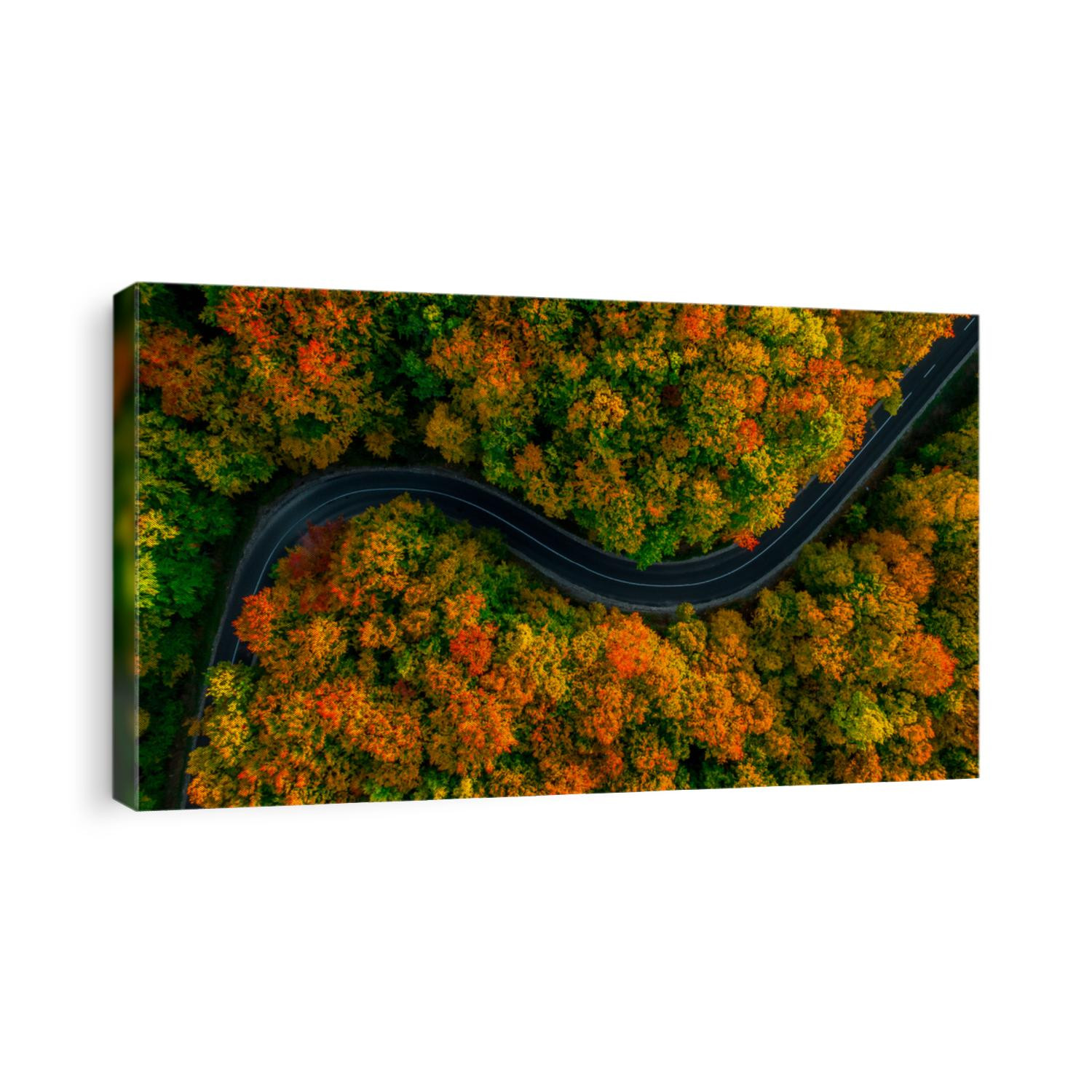 Aerial view of thick forest in autumn with road cutting through