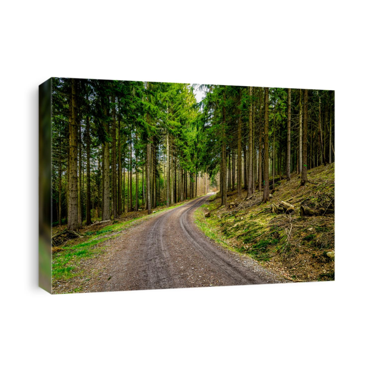 Turn of the road in the forest. Pine forest road. Road in pine forest. Pinewood road landscape