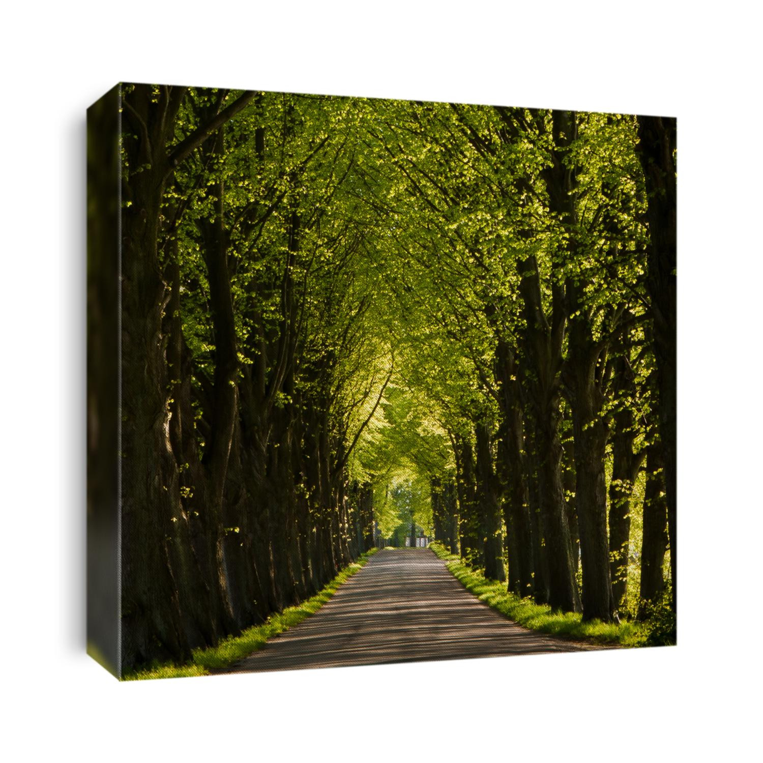 Country road running through tree alley.