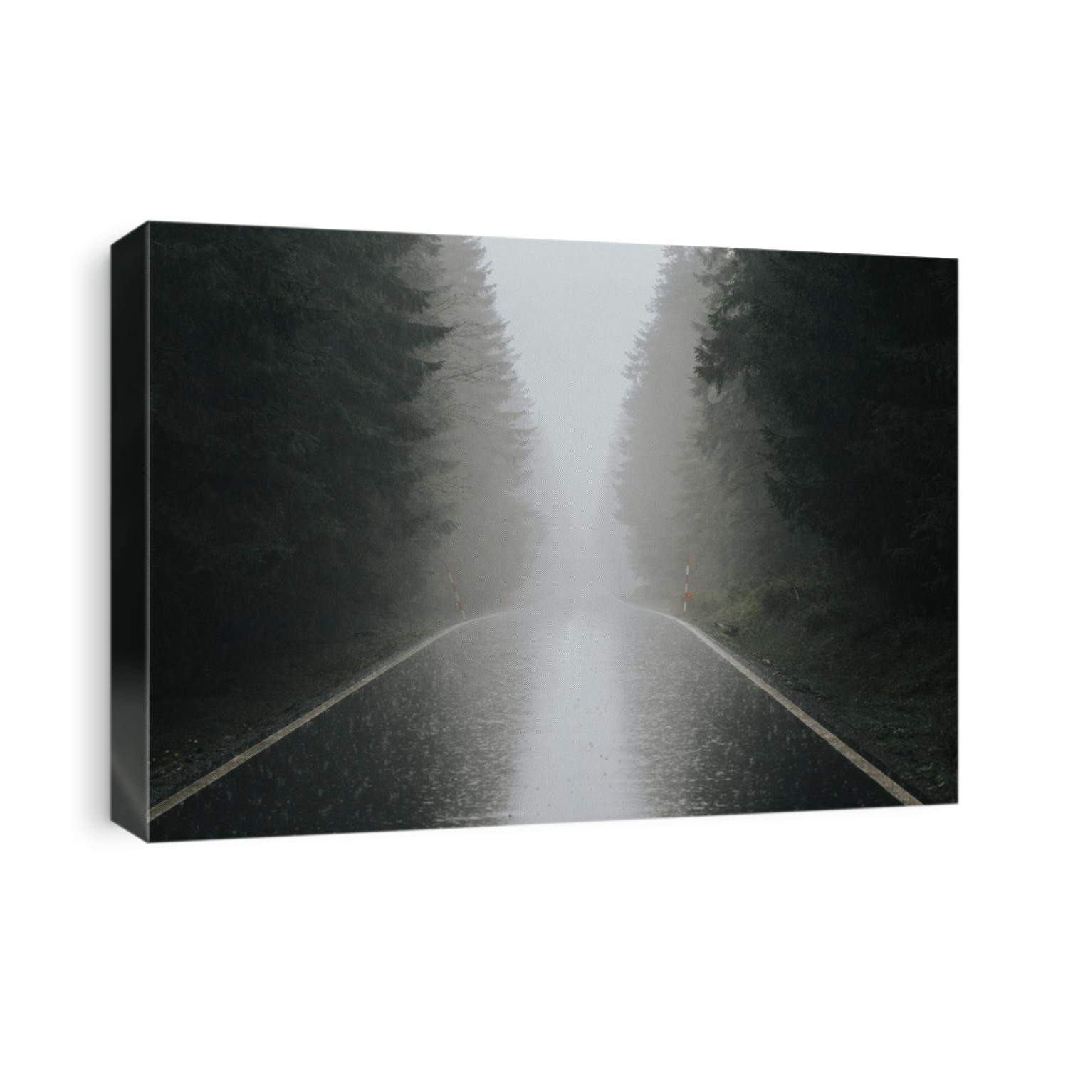 Rain road in the forest.