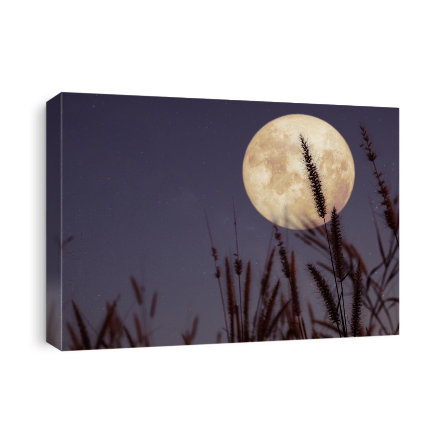 Beautiful nature fantasy - wild grass and full moon with star. Retro style with vintage color tone. Fall season, halloween and thanksgiving in night skies. autumn background concept.