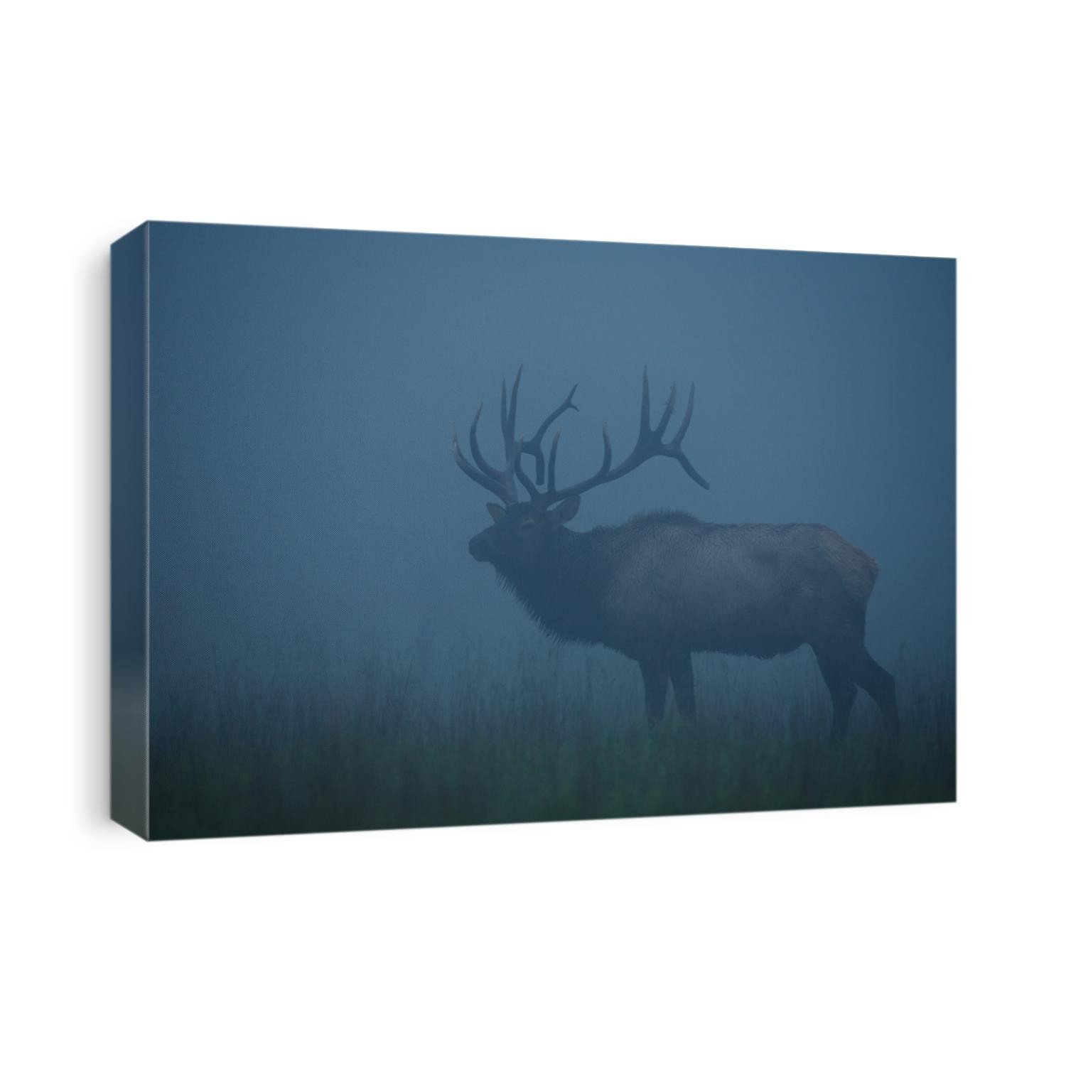 Trophy-class Bull Elk Stag in dense morning fog; Benezette, Pennsylvania big game, elk, & deer hunting