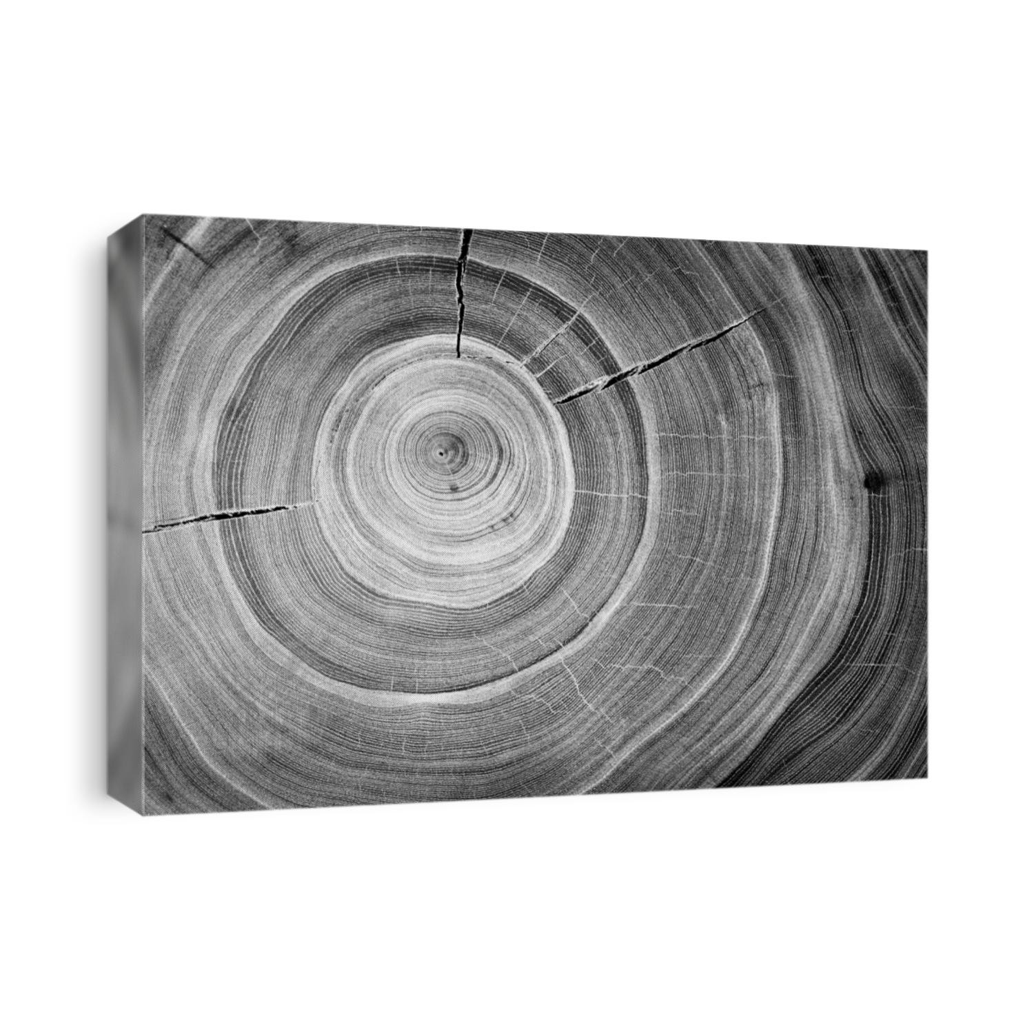 Old wooden oak tree cut surface. Detailed black and white texture of a felled tree trunk or stump. Rough organic tree rings with close up of end grain.