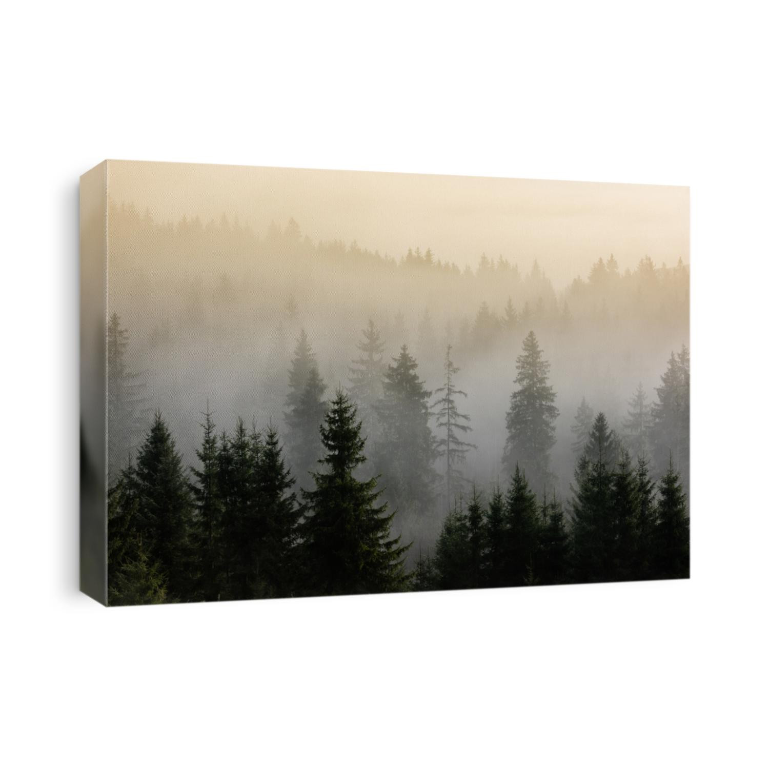 Fog above pine forests. Misty morning view in wet mountain area. Detail of dense pine forest in morning mist.
