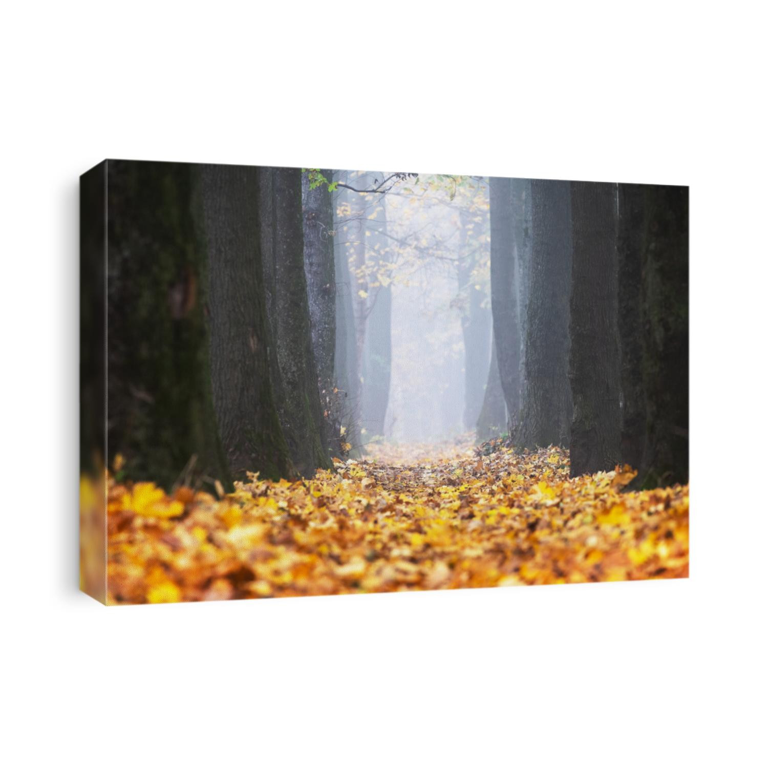 Majestic maple and oak alley with yellow and orange folliage at autumn time. Picturesque fall scene Landscape photography