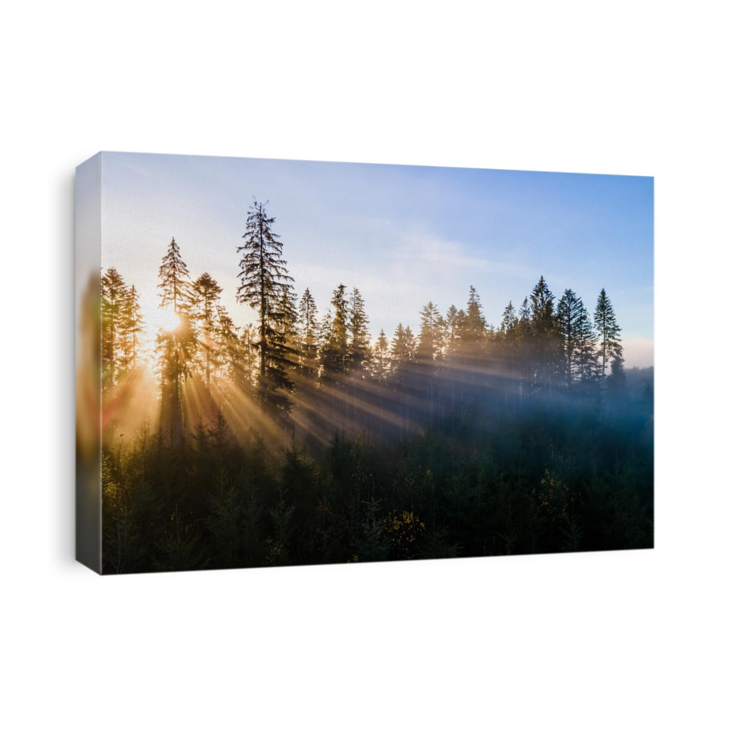 Dark green pine trees in moody spruce forest with sunrise light rays shining through branches in foggy fall mountains.
