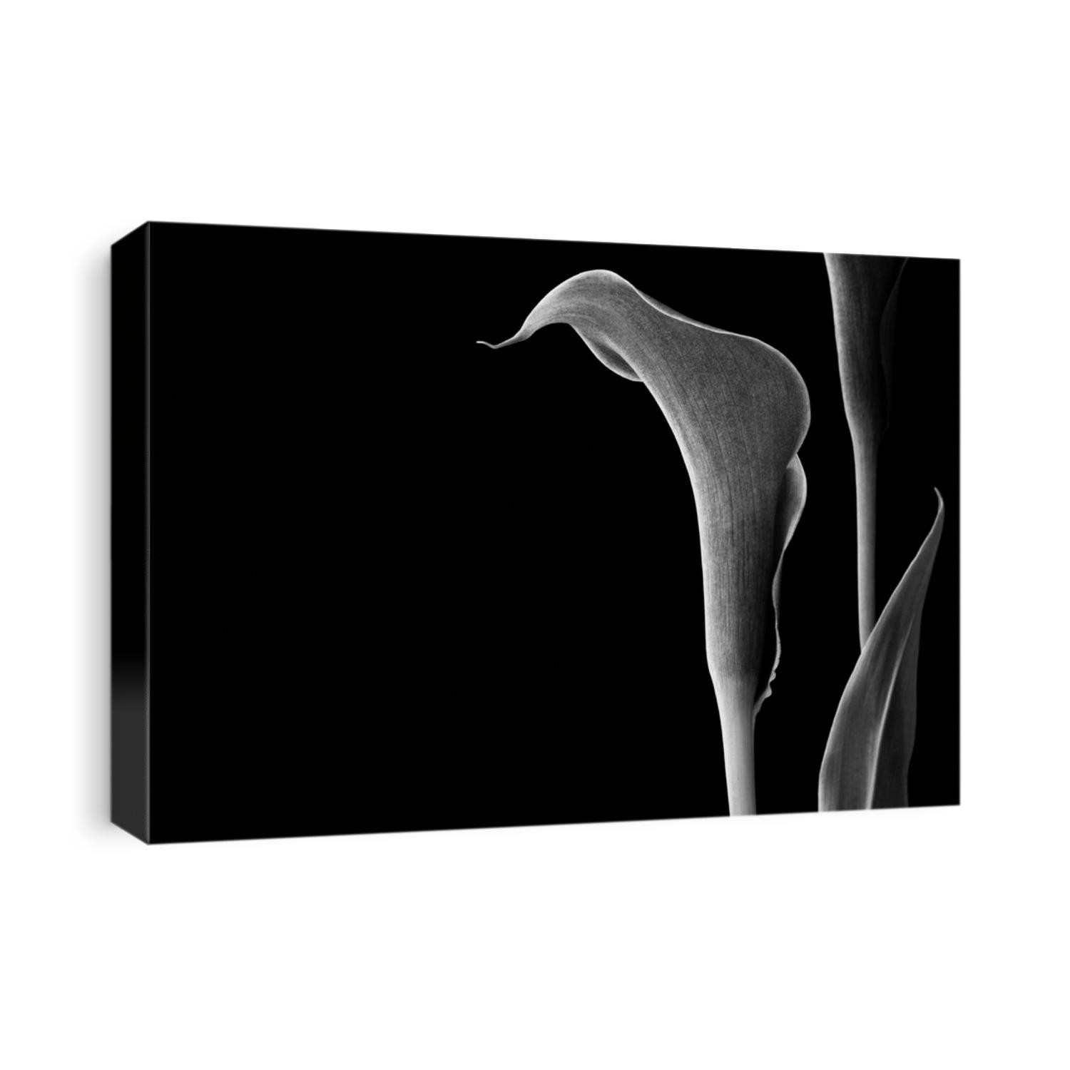 Calla lily in black and white with copy space.