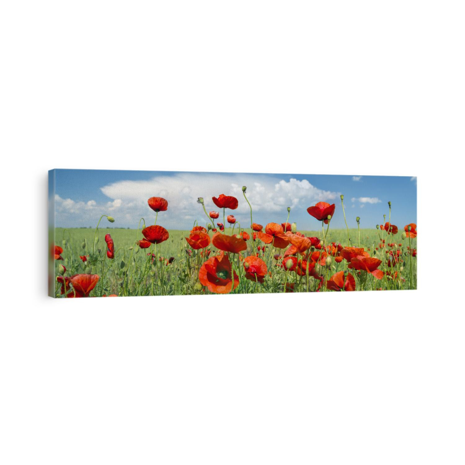 panoramic landscape with poppies and clouds