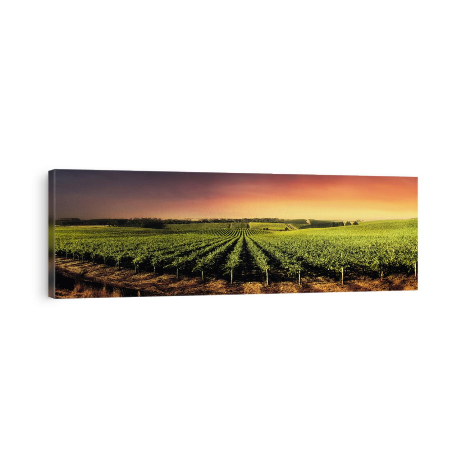 Vineyard in South Australia