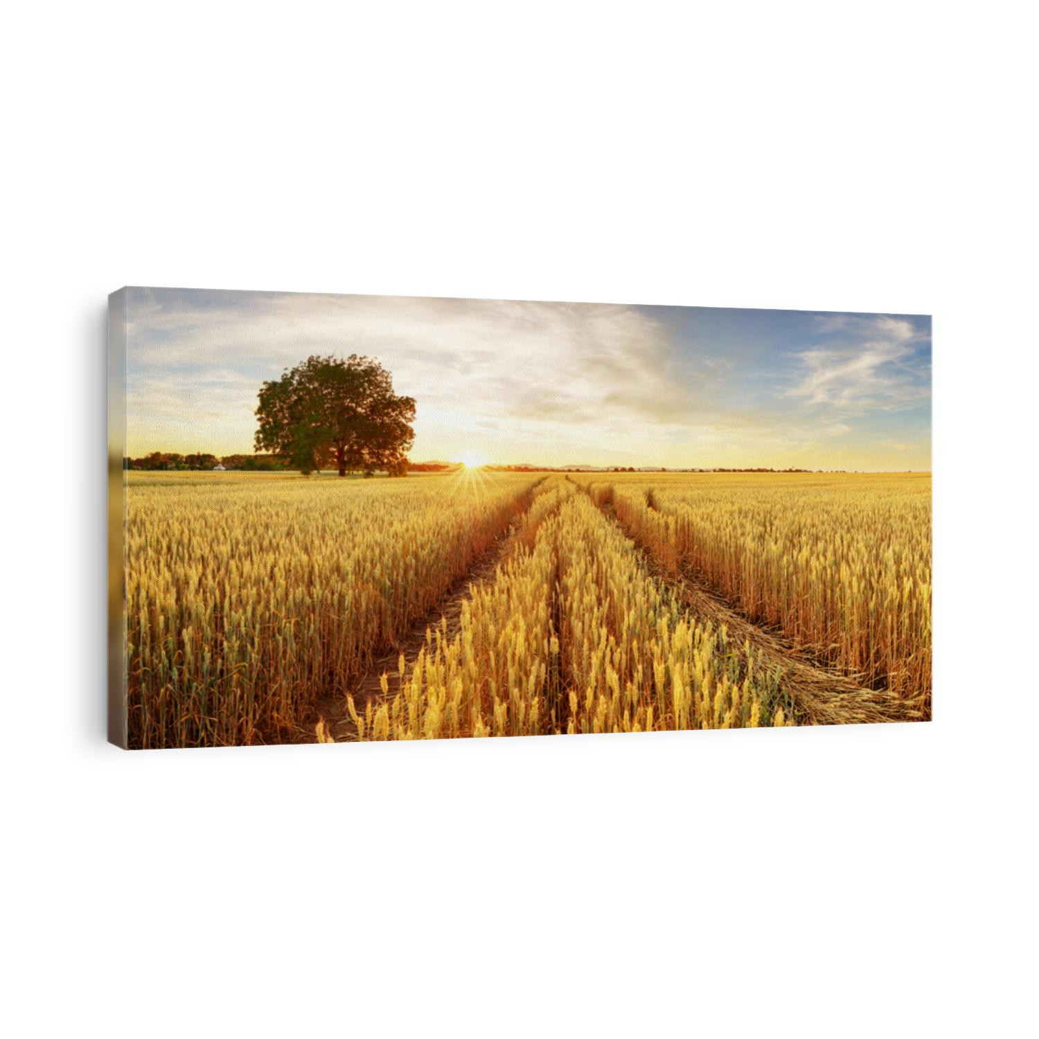 Gold Wheat flied panorama with tree at sunset, rural countryside