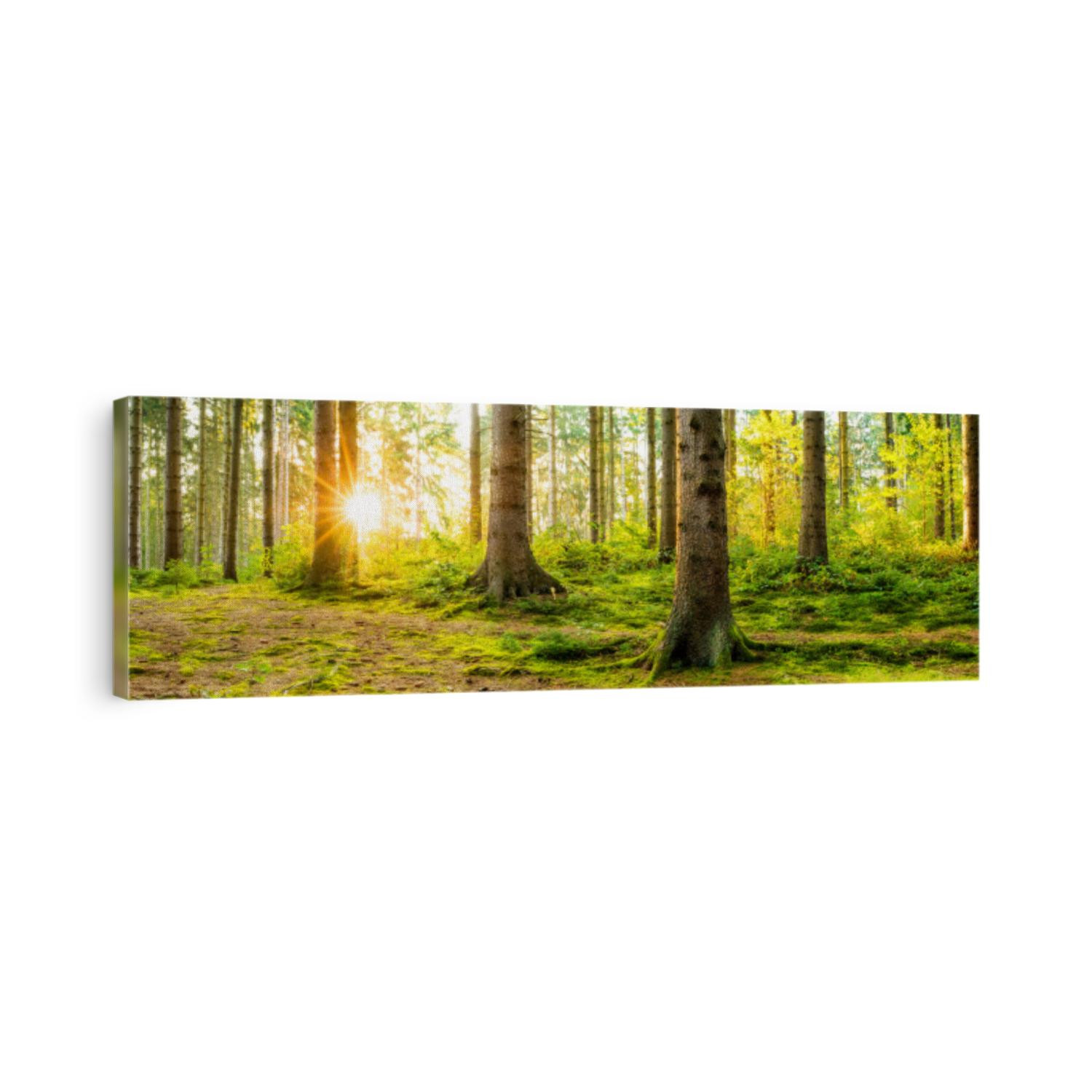 Panorama of a beautiful forest at sunrise