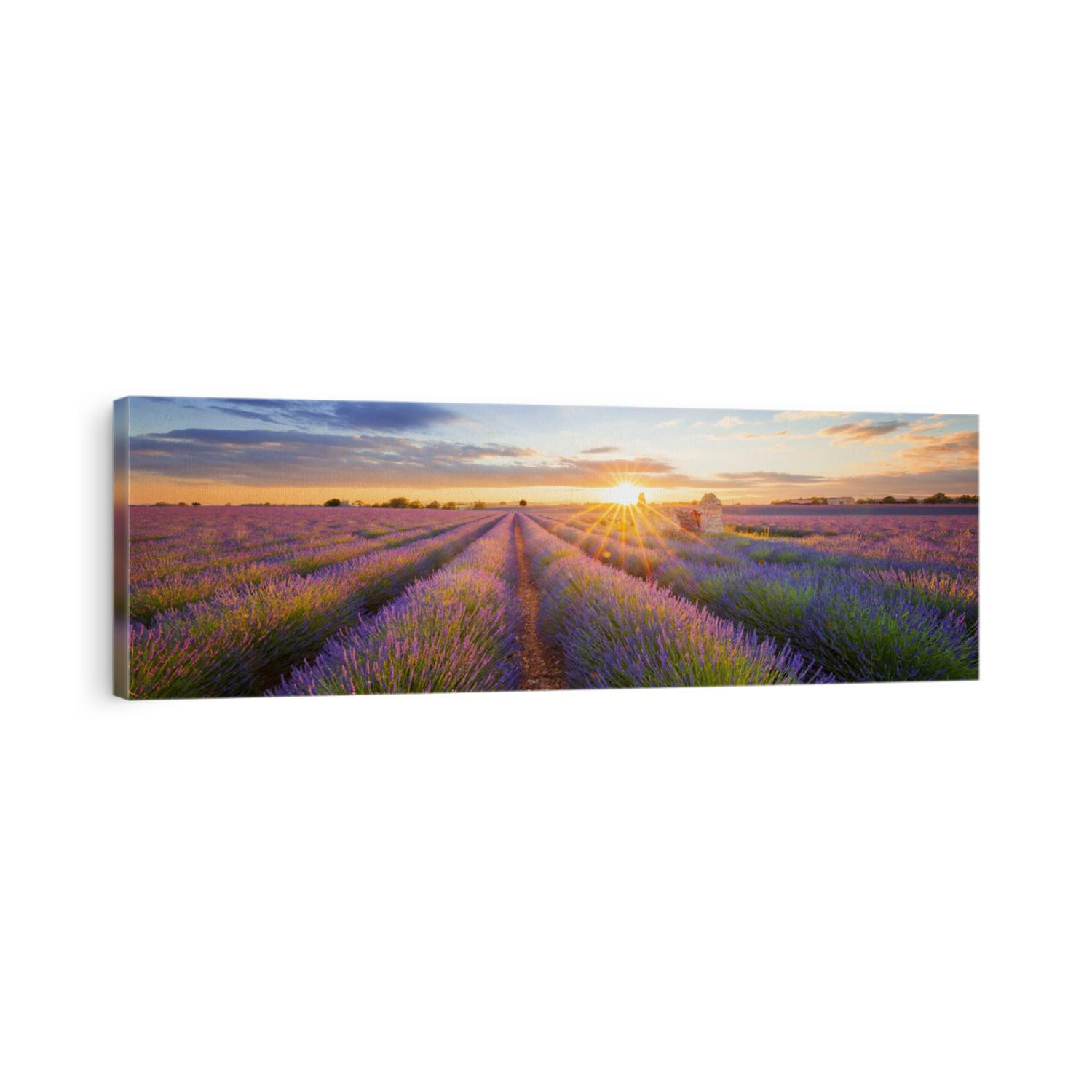 Panoramic view of lavender filed in Valensole. Provence, France