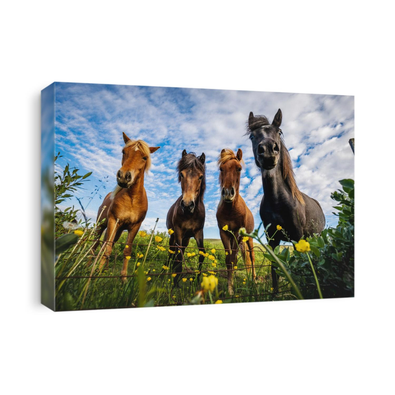 Curious & friendly horses of Iceland.