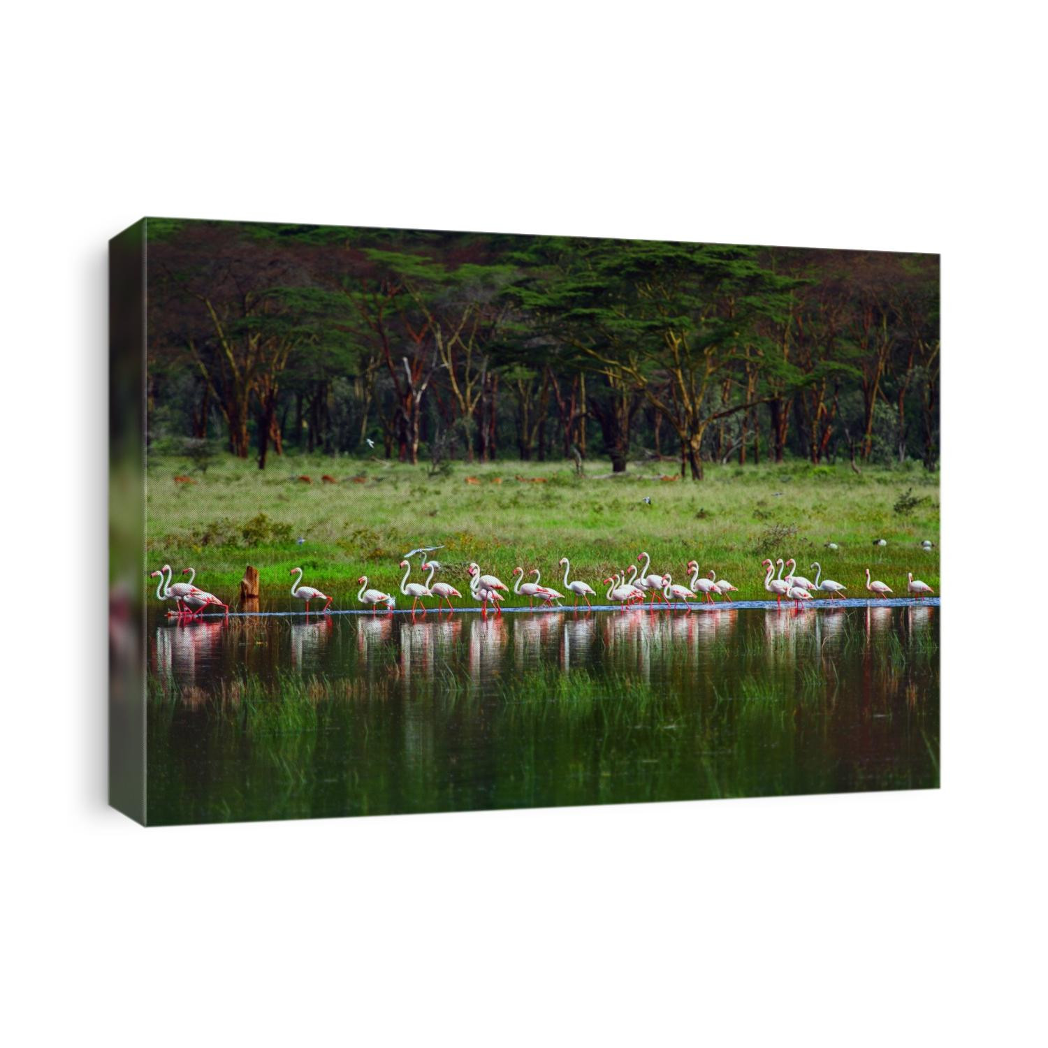 Flamingos at the lake's edge in Lake Naivasha, Kenya.